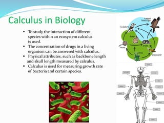 Calculus in Biology
 To study the interaction of different
species within an ecosystem calculus
is used.
 The concentration of drugs in a living
organism can be answered with calculus.
 Physical attributes, such as backbone length
and skull length measured by calculus.
 Calculus is used for measuring growth rate
of bacteria and certain species.
 