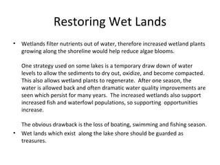 Restoring Wet Lands Wetlands filter nutrients out of water, therefore increased wetland plants growing along the shoreline would help reduce algae blooms.     One strategy used on some lakes is a temporary draw down of water levels to allow the sediments to dry out, oxidize, and become compacted.  This also allows wetland plants to regenerate.  After one season, the water is allowed back and often dramatic water quality improvements are seen which persist for many years.  The increased wetlands also support increased fish and waterfowl populations, so supporting  opportunities increase.     The obvious drawback is the loss of boating, swimming and fishing season. Wet lands which exist  along the lake shore should be guarded as  treasures. 