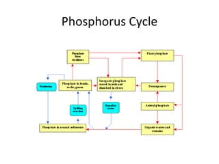 Phosphorus Cycle 
