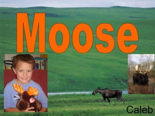 Moose Caleb 