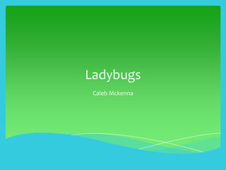 Ladybugs
 Caleb Mckenna
 