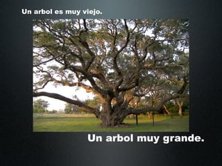Un arbol es muy viejo.




                 Un arbol muy grande.
 