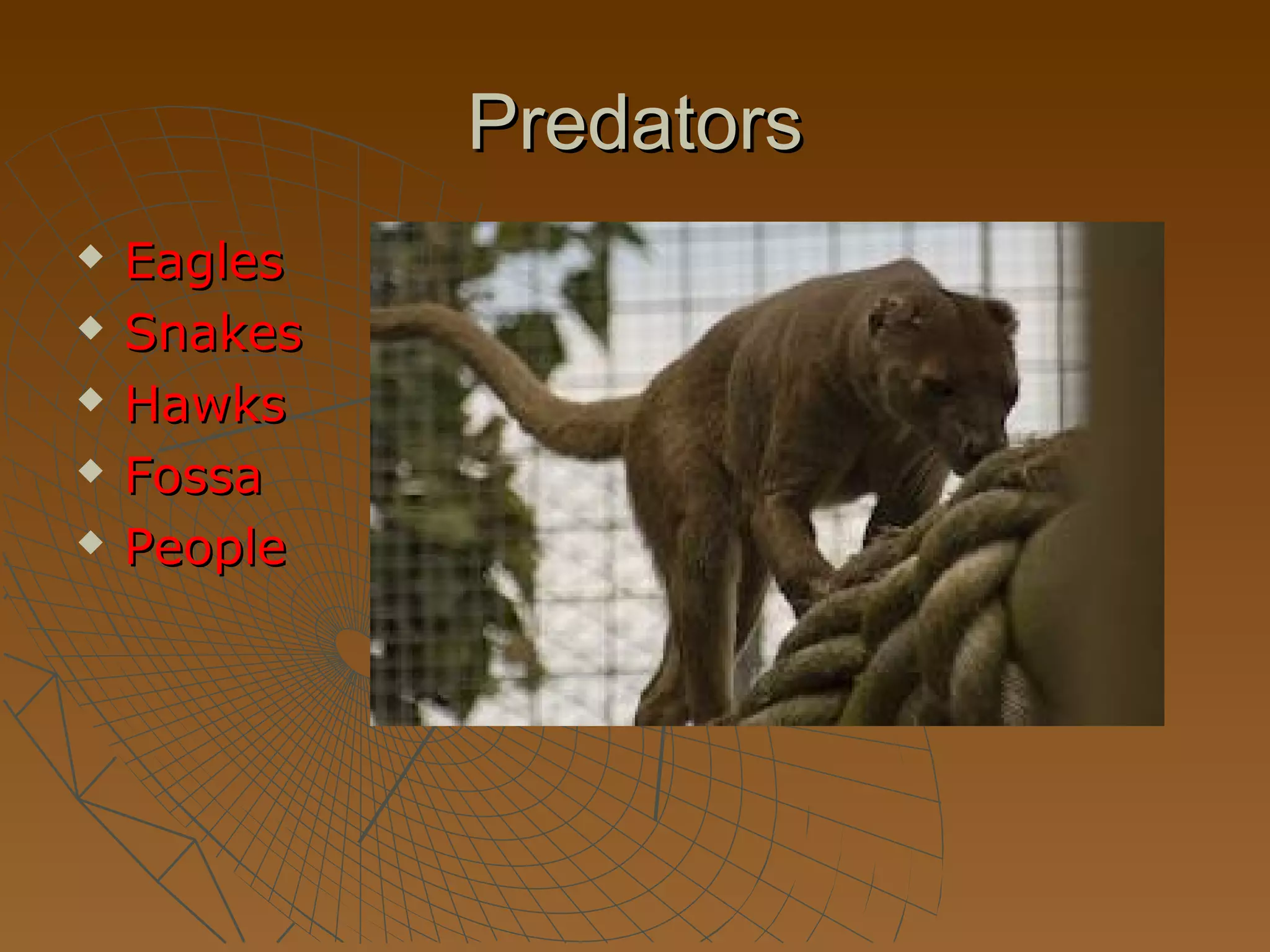 Predators
   Eagles
   Snakes
   Hawks
   Fossa
   People
 