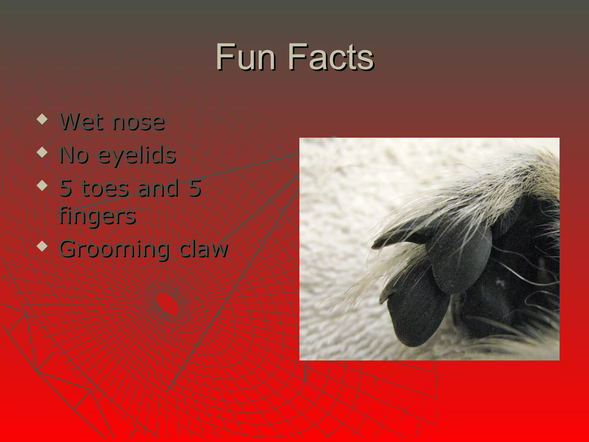 Fun Facts
   Wet nose
   No eyelids
   5 toes and 5
    fingers
   Grooming claw
 