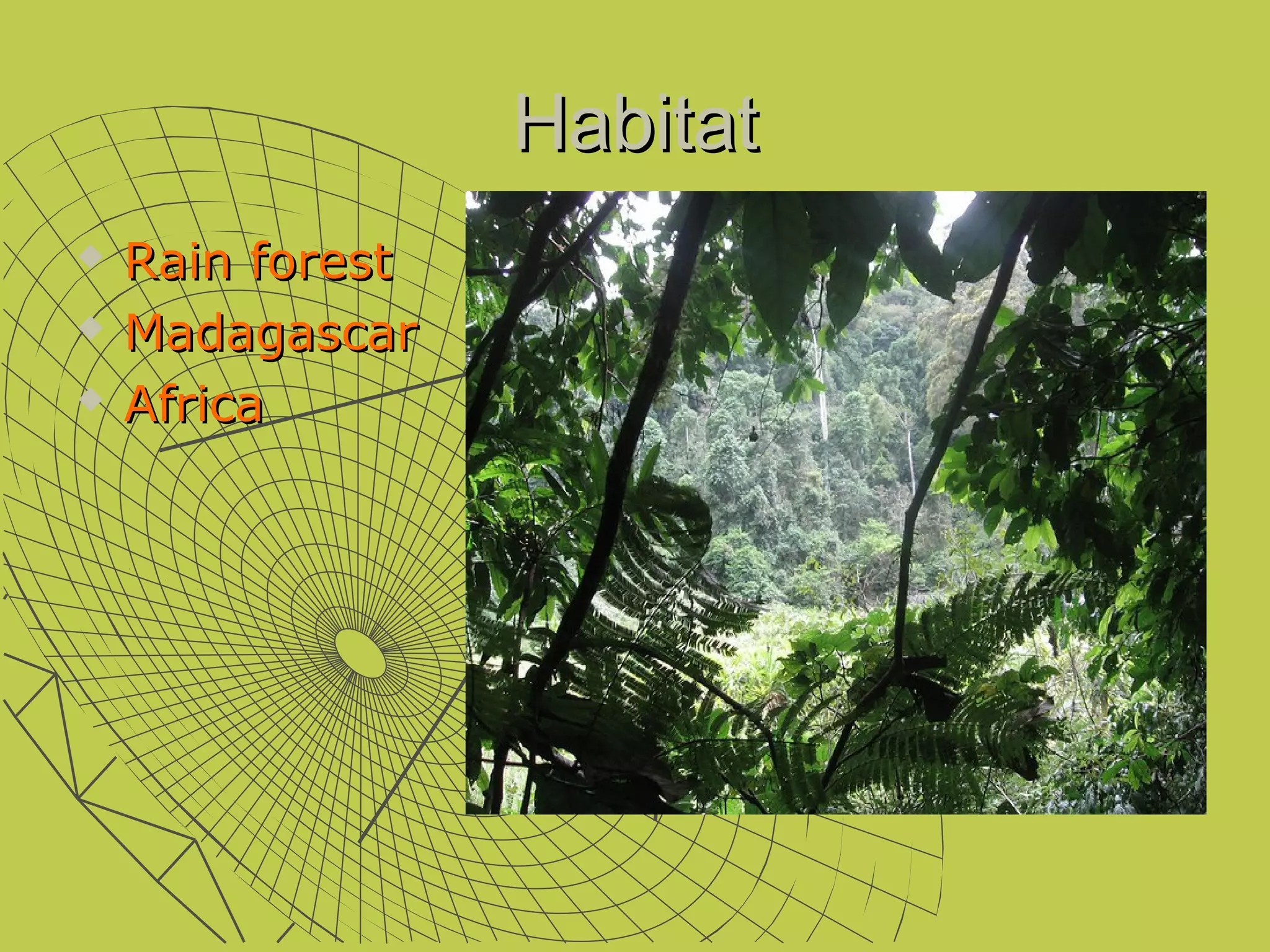 Habitat
   Rain forest
   Madagascar
   Africa
 