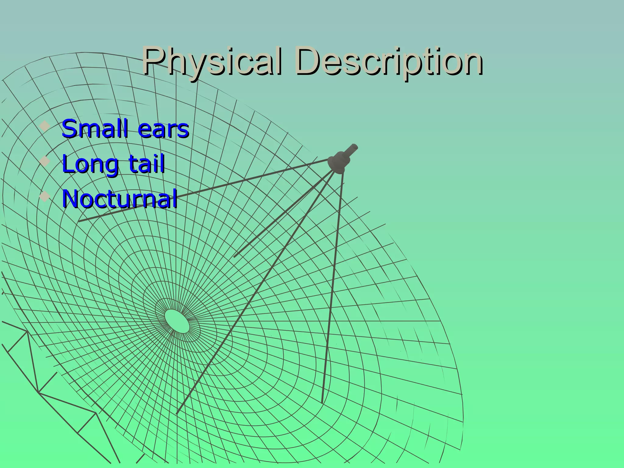 Physical Description
   Small ears
   Long tail
   Nocturnal
 