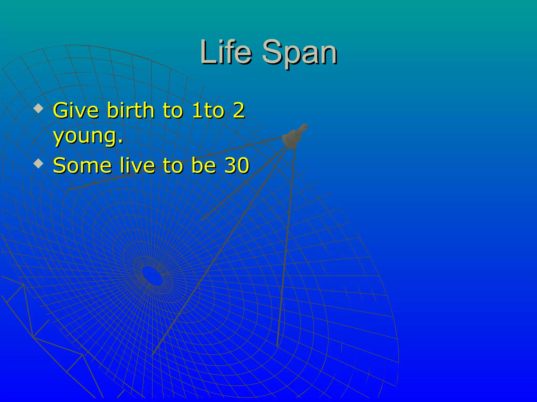 Life Span
   Give birth to 1to 2
    young.
   Some live to be 30
 