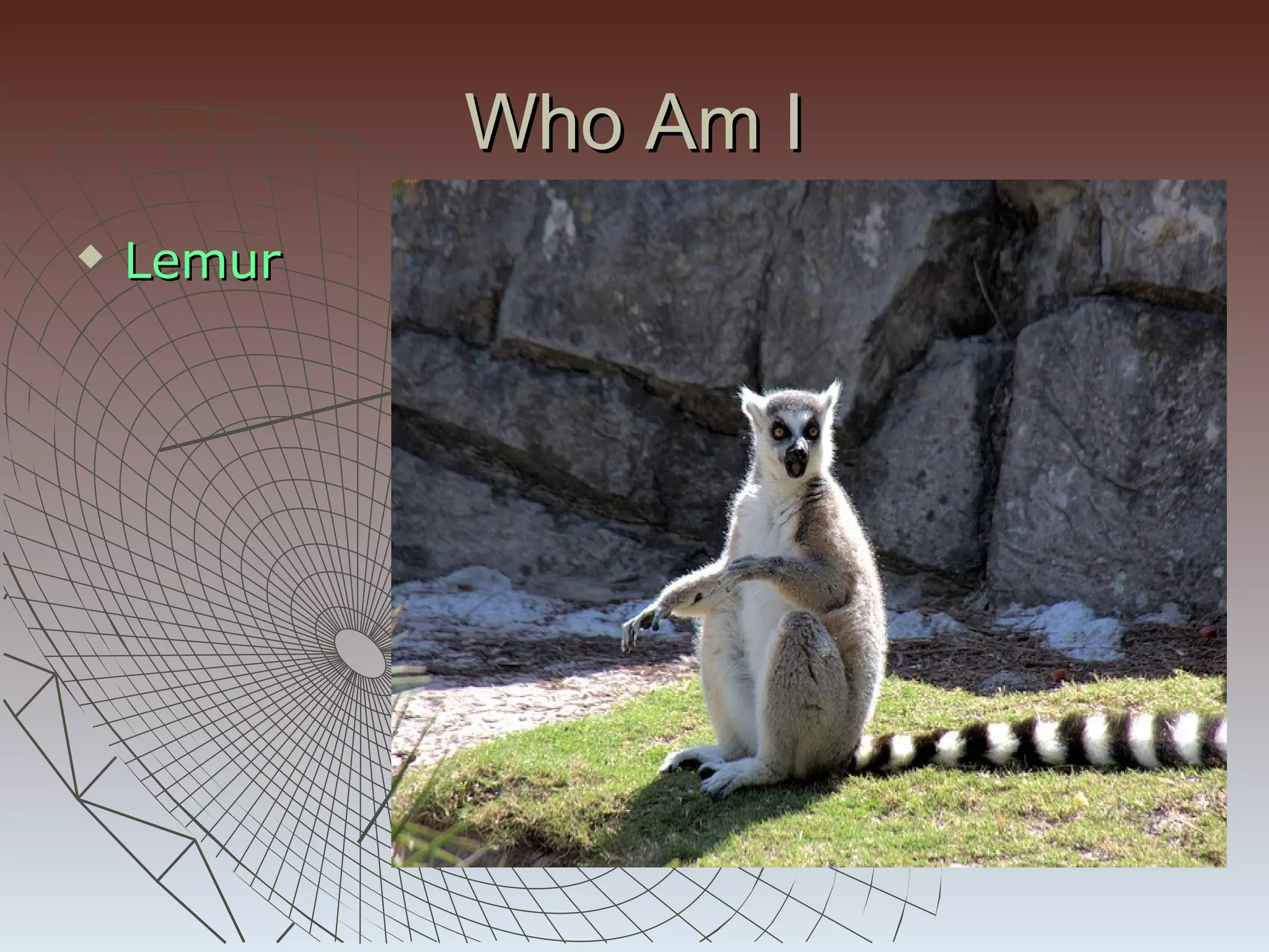 Who Am I
   Lemur
 