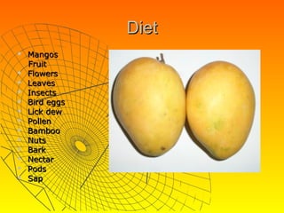 Diet
   Mangos
    Fruit
   Flowers
   Leaves
   Insects
   Bird eggs
   Lick dew
   Pollen
   Bamboo
   Nuts
   Bark
   Nectar
   Pods
   Sap
 