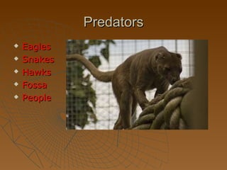 Predators
   Eagles
   Snakes
   Hawks
   Fossa
   People
 