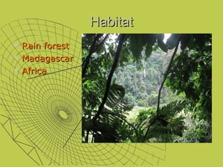 Habitat
   Rain forest
   Madagascar
   Africa
 