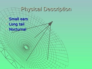 Physical Description
   Small ears
   Long tail
   Nocturnal
 