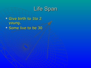Life Span
   Give birth to 1to 2
    young.
   Some live to be 30
 