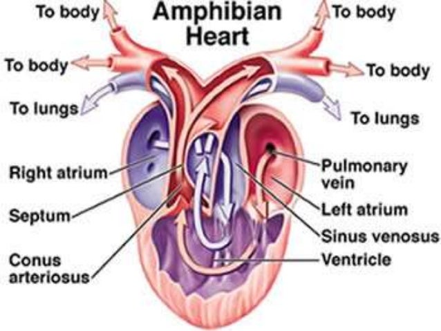 Why does a frog have a three-chambered heart?