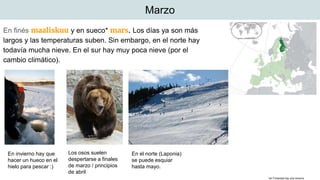 En finés maaliskuu y en sueco* mars. Los días ya son más
largos y las temperaturas suben. Sin embargo, en el norte hay
todavía mucha nieve. En el sur hay muy poca nieve (por el
cambio climático).
Marzo
*en Finlandia hay una minoría
En invierno hay que
hacer un hueco en el
hielo para pescar :)
Los osos suelen
despertarse a finales
de marzo / principios
de abril
En el norte (Laponia)
se puede esquiar
hasta mayo.
 
