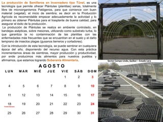 , es una
tecnología que permite ofrecer Plántulas (plantitas) sanas, totalmente
libre de microorganismos Patógenos, para que comience con buen
material (vegetal), el inicio de siembra; es decir en la Producción
Agrícola es recomendable empezar adecuadamente la actividad y lo
primero es obtener Plántulas para el trasplante de buena calidad, para
asegurar el éxito de la producción.
La producción de Plántulas se realiza en ambiente controlado, en
bandejas asépticas, sobre mesones, utilizando como substrato turba, lo
que garantiza la no contaminación de las plantitas con las
enfermedades más frecuentes que se encuentran en el suelo y el daño
temprano de insectos plagas (gusanos tierreros y cortadores).
Con la introducción de esta tecnología, se puede sembrar en cualquiera
época del año, disponiendo del recurso agua. Con esta práctica
incrementamos áreas de siembras, mayor producción y productividad,
por ende producimos más alimentos para nuestros pueblos y
afirmamos, que estamos logrando
.

AGOSTO
LUN

MAR

MIÉ

JUE

VIE

SÁB

DOM

1

2

3

4

5

6

7

8

9

10

11

12

13

14

15

16

17

18

19

20

21

22

23

24

26

27

28

29

30

31

Feriado Bancario

25

Sector Campo Lindo, Quibor – Estado Lara

 