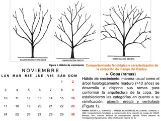 RAMIFICACIÓN VERTICILADA

RAMIFICACIÒN ABIERTA

RAMIFICACIÓN ERECTA

Figura 1. Hábito de crecimiento

NOVIEMBRE
LUN

MAR

MIÉ

JUE

VIE

SÁB DOM
1

2

3

4

5

6

7

8

9

10

11

12

13

14

15

16

17

18

19

20

21

22

23

24

25

26

27

28

29

30

►

Copa (ramas)

Hábito de crecimiento: manera usual como el
árbol fisiológicamente maduro (>10 años) se
desarrolla o dispone sus ramas para
conformar la arquitectura de la copa. Se
establecieron las categorías en cuanto a su
ramificación: abierta, erecta y verticilada
(Figura 1).
FUENTE: AVILÁN R., L.; DORANTES, I.; MIRELES, M.; RODRÍGUEZ, M.; CUMARE, J.;EMALDE, U.
2002. Comportamiento fenológico y caracterización de la colección de mango del CENIAP.
Maracay, Ven., Instituto Nacional de Investigaciones Agrícola. Centro Nacional de
Investigaciones Agropecuarias. 120 p. (Publicación Especial No. 3).

 