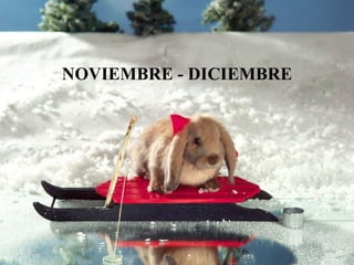 NOVIEMBRE - DICIEMBRE