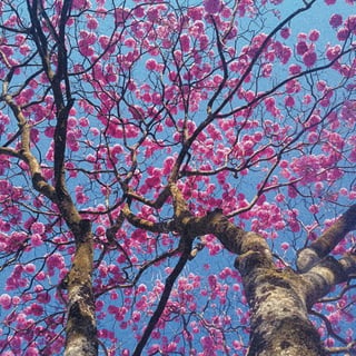 Calendário Criatus Design