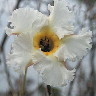 Calendário Criatus Design