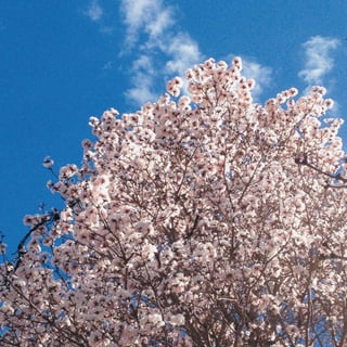 Calendário Criatus Design