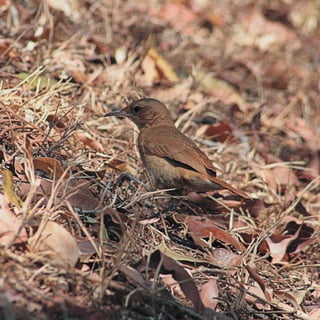 Calendário Criatus Design
