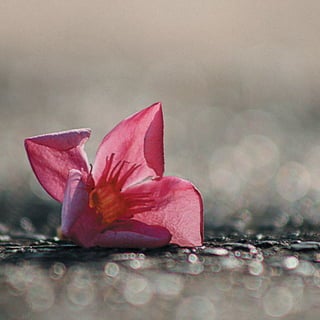 Calendário Criatus Design