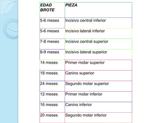 EDAD        PIEZA
BROTE

5-6 meses   Incisivo central inferior

5-6 meses   Incisivo lateral inferior

7-8 meses   Incisivo central superior

8-9 meses   Incisivo lateral superior

14 meses    Primer molar superior

18 meses    Canino superior

24 meses    Segundo molar superior

12 meses    Primer molar inferior

16 meses    Canino inferior

20 meses    Segundo molar inferior
 