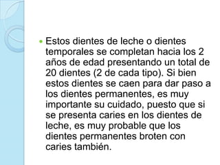    Estos dientes de leche o dientes
    temporales se completan hacia los 2
    años de edad presentando un total de
    20 dientes (2 de cada tipo). Si bien
    estos dientes se caen para dar paso a
    los dientes permanentes, es muy
    importante su cuidado, puesto que si
    se presenta caries en los dientes de
    leche, es muy probable que los
    dientes permanentes broten con
    caries también.
 