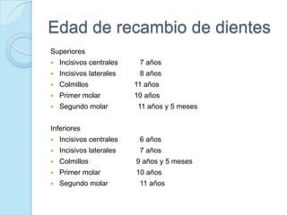 Edad de recambio de dientes
Superiores
   Incisivos centrales    7 años
   Incisivos laterales    8 años
   Colmillos             11 años
   Primer molar          10 años
   Segundo molar          11 años y 5 meses


Inferiores
   Incisivos centrales    6 años
   Incisivos laterales    7 años
   Colmillos             9 años y 5 meses
   Primer molar          10 años
   Segundo molar          11 años
 