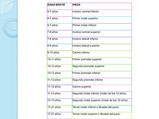 EDAD BROTE   PIEZA

6-7 años     Incisivo central inferior.

6-7 años     Primer molar superior

6-7 años     Primer molar inferior

7-8 años     Incisivo central superior

7-8 años     Incisivo lateral inferior

8-9 años     Incisivo lateral superior.

9-10 años    Canino inferior.

10-11 años   Primer premolar superior

10-12 años   Segundo premolar superior

10-12 años   Primer premolar inferior

11-12 años   Segundo premolar inferior

11-12 años   Canino superior.

11-13 años   Segundo molar inferior (molar de los 12 años)

12-13 años   Segundo molar superior (molar de los 12 años)

17-21 años   Tercer molar inferior o Muelas del juicio.

17-21 años   Tercer molar superior o Muelas del juicio.
 