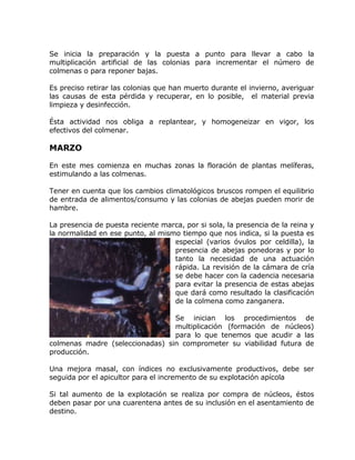 Se inicia la preparación y la puesta a punto para llevar a cabo la
multiplicación artificial de las colonias para incrementar el número de
colmenas o para reponer bajas.
Es preciso retirar las colonias que han muerto durante el invierno, averiguar
las causas de esta pérdida y recuperar, en lo posible, el material previa
limpieza y desinfección.
Ésta actividad nos obliga a replantear, y homogeneizar en vigor, los
efectivos del colmenar.
MARZO
En este mes comienza en muchas zonas la floración de plantas melíferas,
estimulando a las colmenas.
Tener en cuenta que los cambios climatológicos bruscos rompen el equilibrio
de entrada de alimentos/consumo y las colonias de abejas pueden morir de
hambre.
La presencia de puesta reciente marca, por si sola, la presencia de la reina y
la normalidad en ese punto, al mismo tiempo que nos indica, si la puesta es
especial (varios óvulos por celdilla), la
presencia de abejas ponedoras y por lo
tanto la necesidad de una actuación
rápida. La revisión de la cámara de cría
se debe hacer con la cadencia necesaria
para evitar la presencia de estas abejas
que dará como resultado la clasificación
de la colmena como zanganera.
Se inician los procedimientos de
multiplicación (formación de núcleos)
para lo que tenemos que acudir a las
colmenas madre (seleccionadas) sin comprometer su viabilidad futura de
producción.
Una mejora masal, con índices no exclusivamente productivos, debe ser
seguida por el apicultor para el incremento de su explotación apícola
Si tal aumento de la explotación se realiza por compra de núcleos, éstos
deben pasar por una cuarentena antes de su inclusión en el asentamiento de
destino.
 
