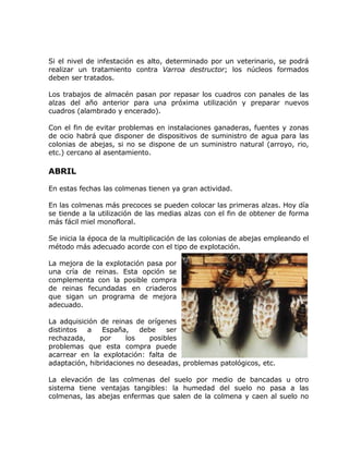 Si el nivel de infestación es alto, determinado por un veterinario, se podrá
realizar un tratamiento contra Varroa destructor; los núcleos formados
deben ser tratados.
Los trabajos de almacén pasan por repasar los cuadros con panales de las
alzas del año anterior para una próxima utilización y preparar nuevos
cuadros (alambrado y encerado).
Con el fin de evitar problemas en instalaciones ganaderas, fuentes y zonas
de ocio habrá que disponer de dispositivos de suministro de agua para las
colonias de abejas, si no se dispone de un suministro natural (arroyo, rio,
etc.) cercano al asentamiento.
ABRIL
En estas fechas las colmenas tienen ya gran actividad.
En las colmenas más precoces se pueden colocar las primeras alzas. Hoy día
se tiende a la utilización de las medias alzas con el fin de obtener de forma
más fácil miel monofloral.
Se inicia la época de la multiplicación de las colonias de abejas empleando el
método más adecuado acorde con el tipo de explotación.
La mejora de la explotación pasa por
una cría de reinas. Esta opción se
complementa con la posible compra
de reinas fecundadas en criaderos
que sigan un programa de mejora
adecuado.
La adquisición de reinas de orígenes
distintos a España, debe ser
rechazada, por los posibles
problemas que esta compra puede
acarrear en la explotación: falta de
adaptación, hibridaciones no deseadas, problemas patológicos, etc.
La elevación de las colmenas del suelo por medio de bancadas u otro
sistema tiene ventajas tangibles: la humedad del suelo no pasa a las
colmenas, las abejas enfermas que salen de la colmena y caen al suelo no
 