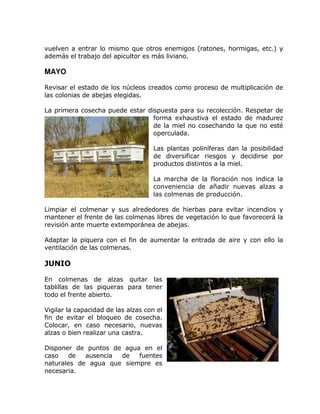vuelven a entrar lo mismo que otros enemigos (ratones, hormigas, etc.) y
además el trabajo del apicultor es más liviano.
MAYO
Revisar el estado de los núcleos creados como proceso de multiplicación de
las colonias de abejas elegidas.
La primera cosecha puede estar dispuesta para su recolección. Respetar de
forma exhaustiva el estado de madurez
de la miel no cosechando la que no esté
operculada.
Las plantas poliníferas dan la posibilidad
de diversificar riesgos y decidirse por
productos distintos a la miel.
La marcha de la floración nos indica la
conveniencia de añadir nuevas alzas a
las colmenas de producción.
Limpiar el colmenar y sus alrededores de hierbas para evitar incendios y
mantener el frente de las colmenas libres de vegetación lo que favorecerá la
revisión ante muerte extemporánea de abejas.
Adaptar la piquera con el fin de aumentar la entrada de aire y con ello la
ventilación de las colmenas.
JUNIO
En colmenas de alzas quitar las
tablillas de las piqueras para tener
todo el frente abierto.
Vigilar la capacidad de las alzas con el
fin de evitar el bloqueo de cosecha.
Colocar, en caso necesario, nuevas
alzas o bien realizar una castra.
Disponer de puntos de agua en el
caso de ausencia de fuentes
naturales de agua que siempre es
necesaria.
 