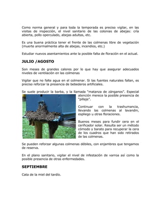 Como norma general y para toda la temporada es preciso vigilar, en las
visitas de inspección, el nivel sanitario de las colonias de abejas: cría
abierta, pollo operculado, abejas adultas, etc.
Es una buena práctica tener el frente de las colmenas libre de vegetación
(muerte anormalmente alta de abejas, incendios, etc.)
Estudiar nuevos asentamientos ante la posible falta de floración en el actual.
JULIO /AGOSTO
Son meses de grandes calores por lo que hay que asegurar adecuados
niveles de ventilación en las colmenas
Vigilar que no falte agua en el colmenar. Si las fuentes naturales fallan, es
preciso reforzar la presencia de bebederos artificiales.
Se suele producir la barba, y la llamada “matanza de zánganos”. Especial
atención merece la posible presencia de
“pillaje”.
Continuar con la trashumancia,
llevando las colmenas al lavandin,
espliego u otras floraciones.
Buenos meses para fundir cera en el
cerificador solar. Resulta ser un método
cómodo y barato para recuperar la cera
de los cuadros que han sido retirados
de las colmenas.
Se pueden reforzar algunas colmenas débiles, con enjambres que tengamos
de reserva.
En el plano sanitario, vigilar el nivel de infestación de varroa así como la
posible presencia de otras enfermedades.
SEPTIEMBRE
Cata de la miel del tardío.
 