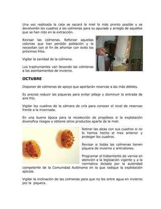 Una vez realizada la cata se sacará la miel lo más pronto posible y se
devolverán los cuadros a las colmenas para su apurado y arreglo de aquellos
que se han roto en la extracción.
Revisar las colmenas. Reforzar aquellas
colonias que han perdido población y la
necesitan con el fin de afrontar con éxito los
próximos fríos.
Vigilar la sanidad de la colmena.
Los trashumantes van llevando las colmenas
a los asentamientos de invierno.
OCTUBRE
Disponer de colmenas de apoyo que aportarán reservas a las más débiles.
Es preciso reducir las piqueras para evitar pillaje y disminuir la entrada de
aire frío.
Vigilar los cuadros de la cámara de cría para conocer el nivel de reservas
frente a la invernada.
En una buena época para la recolección de propóleos si la explotación
diversifica riesgos y obtiene otros productos aparte de la miel.
Retirar las alzas con sus cuadros si no
lo hemos hecho el mes anterior y
proteger los cuadros.
Revisar si todas las colmenas tienen
piquera de invierno y antiratones.
Programar el tratamiento de varroa en
atención a la legislación vigente y a la
normativa dictada por la autoridad
competente de la Comunidad Autónoma en la que radique la explotación
apícola.
Vigilar la inclinación de las colmenas para que no les entre agua en invierno
por la piquera.
 