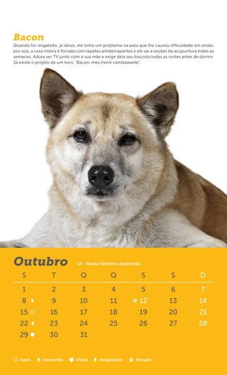 Bacon
Quando foi resgatado, já idoso, ele tinha um problema na pata que lhe causou diﬁculdade em andar,
por isso, a casa inteira é forrada com tapetes antiderrapantes e ele vai a seções de acupuntura todas as
semanas. Adora ver TV junto com a sua mãe e exige dela seu biscoito todas as noites antes de dormir.
Já existe o projeto de um livro: "Bacon, meu herói cambaleante".




Outubro                         12 - Nossa Senhora Aparecida

    S              T              Q               Q               S              S               D

    1               2              3              4               5              6               7
    8              9              10              11             12             13              14
   15              16             17             18              19             20              21
   22             23              24             25              26             27              28
   29             30              31


   nova        crescente        cheia       minguante          feriado
 