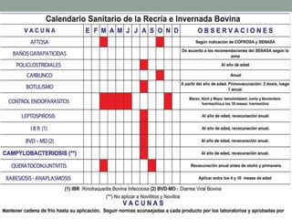 Calendarios animales (bovinos, porcinos)  PPT