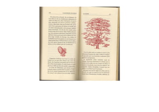 Michaël Vescoli Calendrier Celtique (Final)