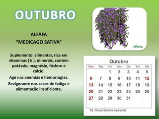 ALFAFA
    “MEDICAGO SATIVA”

 Suplemento alimentar, rica em
vitaminas ( k ), minerais, contém
  potássio, magnésio, fósforo e
              cálcio.
Age nas anemias e hemorragias.
Revigorante nos casos de fadiga e
    alimentação insuficiente.
 