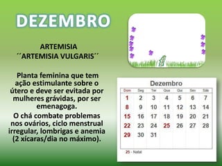 ARTEMISIA
  ´´ARTEMISIA VULGARIS´´

   Planta feminina que tem
   ação estimulante sobre o
 útero e deve ser evitada por
  mulheres grávidas, por ser
          emenagoga.
  O chá combate problemas
 nos ovários, ciclo menstrual
irregular, lombrigas e anemia
  (2 xícaras/dia no máximo).
 