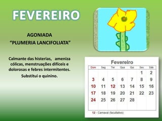 AGONIADA
“PLUMERIA LANCIFOLIATA”

Calmante das histerias, ameniza
 cólicas, menstruações difíceis e
dolorosas e febres intermitentes.
       Substitui o quinino.
 