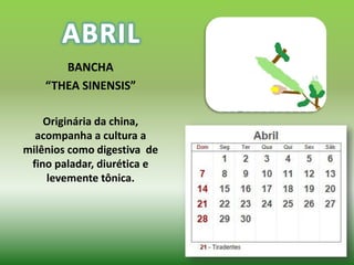 BANCHA
    “THEA SINENSIS”

    Originária da china,
  acompanha a cultura a
milênios como digestiva de
 fino paladar, diurética e
    levemente tônica.
 