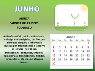 ARNICA
      “ARNICA DO CAMPO”
          PODEROSO

Anti-inflamatório, tônico estimulante ,
antisséptica e analgésica, um fitocom-
   plexo que bloqueia a inflamação
causada por traumatismos e absorve
        as células necróticas.
 Indicado em contusões, entorses,
hematomas e traumatismos, flebites,
  furúnculos e até mesmo afecções
                bucais.
 