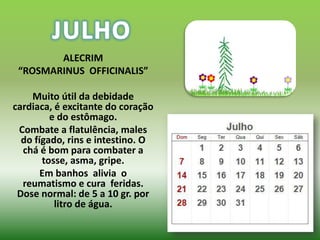 ALECRIM
 “ROSMARINUS OFFICINALIS”

    Muito útil da debidade
cardiaca, é excitante do coração
         e do estômago.
 Combate a flatulência, males
  do fígado, rins e intestino. O
  chá é bom para combater a
       tosse, asma, gripe.
       Em banhos alivia o
  reumatismo e cura feridas.
 Dose normal: de 5 a 10 gr. por
          litro de água.
 
