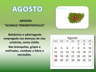 AROEIRA
“SCHINUS TEREBINTHIFOLIUS”

   Balsâmico e adstringente
empregada nas doenças de vias
    urinárias, como cistite.
   Nas bronquites, gripes e
 resfriados, combate a febre e
          secreções.
 