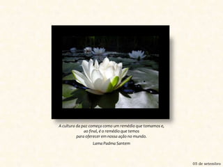 A cultura da paz começa como um remédio que tomamos e,ao final, é o remédio que temospara oferecer em nossa ação no mundo.Lama Padma Santem05 de setembro