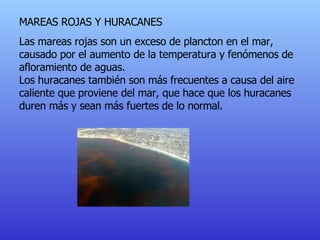 MAREAS ROJAS Y HURACANES Las mareas rojas son un exceso de plancton en el mar, causado por el aumento de la temperatura y fenómenos de afloramiento de aguas. Los huracanes también son más frecuentes a causa del aire caliente que proviene del mar, que hace que los huracanes duren más y sean más fuertes de lo normal. 