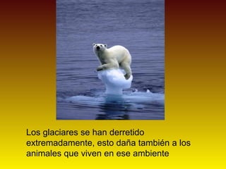 Los glaciares se han derretido extremadamente, esto daña también a los animales que viven en ese ambiente  