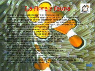La flora y fauna
•   Debido a los cambios climáticos y a los cambios en los
•   ecosistemas terrestres, la vegetación característica de cada región se verá
•   afectada. Los bosques de pinos se desplazarán hacia latitudes más altas, la
•   vegetación tropical se extenderá sobre una franja más ancha de la superficie
•   terrestre, y la flora típica de la tundra y la taiga ocupará un área más reducida.
•   Como consecuencia, al alterarse la vegetación
•   característica de muchas reservas naturales, así
•   designadas para proteger el hábitat de especies
•   amenazadas, estas reservas podrían dejar de ser el hábitat
•   ideal para las mismas, ocasionando su extinción. De igual
•   manera, al ocurrir el proceso de desertificación en algunas
•   áreas también se destruirá el hábitat de muchas especies,
•   causando su extinción.
•   En cuanto a los hábitats acuáticos, al aumentar la
•   temperatura de los cuerpos de agua superficiales la
•   concentración de oxígeno disuelto presente en los mismos
•   se reducirá. Esto hará que algunas de las especies
•   acuáticas no puedan sobrevivir bajo estas condiciones,
•   causando su eliminación en dichos cuerpos de agua. De afectarse los estuarios
•   y manglares por el exceso de salinización y el oleaje, muchas especies de
•   animales que inician su vida allí tampoco subsistirán.
 